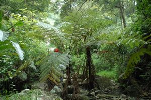 活化石的桫椤