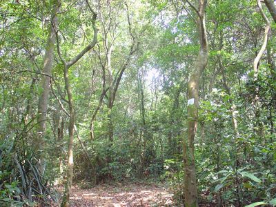 谢鞋山野生荔枝林