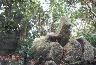 谢鞋山野生荔枝林