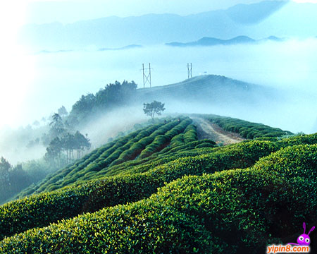 黄蜂窝茶山旅游区