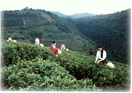 黄蜂窝茶山旅游区