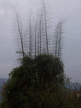 桂坑景区