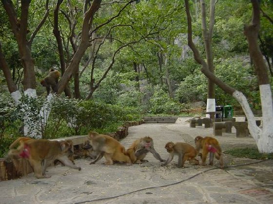 野生猕猴