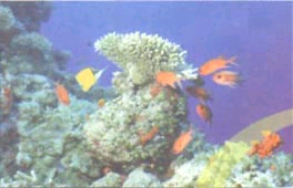 海底世界