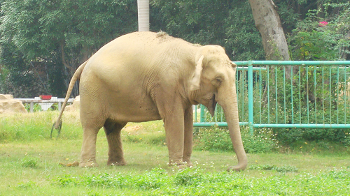 南宁动物园 大象