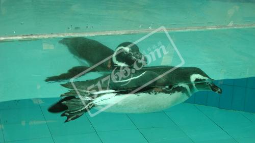 南宁动物园 企鹅游泳
