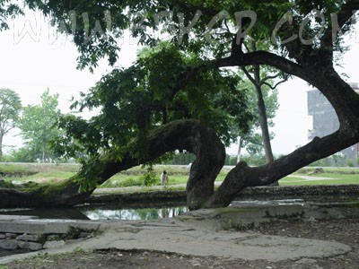 秀水状元村风景欣赏