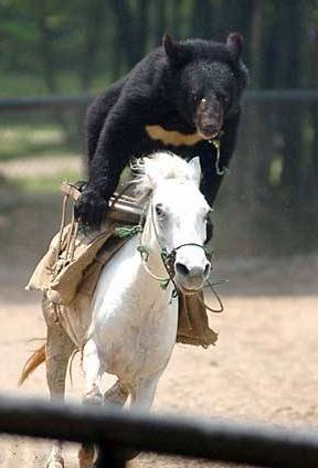 黑熊骑马