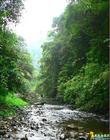 贺州滑水冲自然保护区――植物3