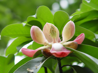 广西桂林花坪银杉自然生态保护区－山花烂漫（图）