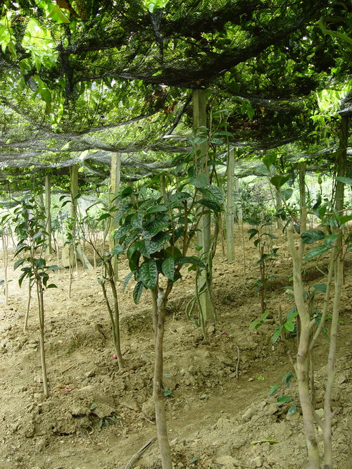 防城港金花茶保护区