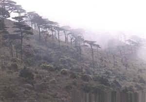 戴云山自然保护区