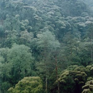 梅花山自然风景