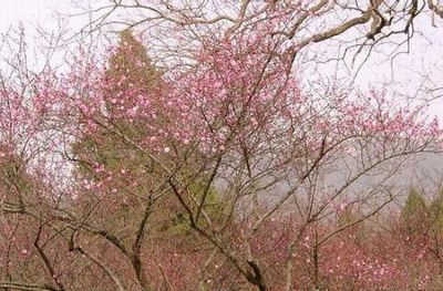 梅花山自然风景