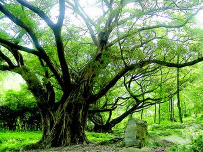 杨家溪风景区