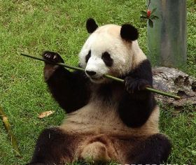 熊猫世界
