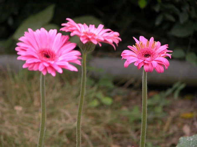 非洲菊