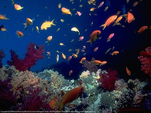 五彩斑斓的海底世界