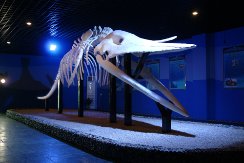 大型海洋化石骨架