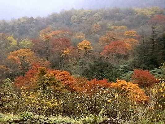 秋观红叶 漫山红遍