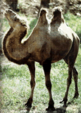 驼骆 　　驼鸟