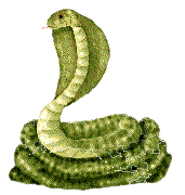 眼镜王蛇 金环蛇 银环蛇