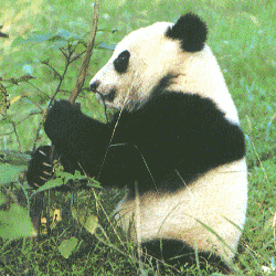 大熊猫展区