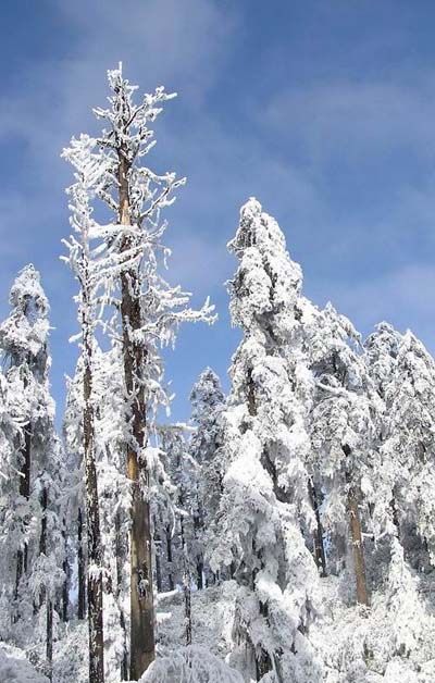 雪景