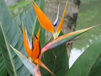 西双版纳热带花卉园的名花“天堂鸟”