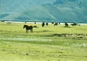 大理花甸坝