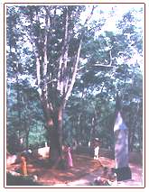 橡胶母树