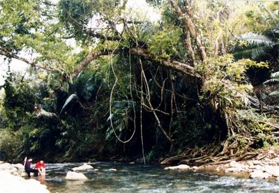 绿水河热带雨林