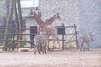 长颈鹿、斑马馆