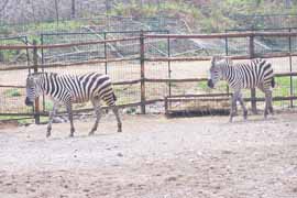 长颈鹿、斑马馆