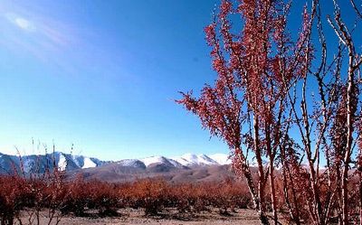 阿里 红柳 重现生机