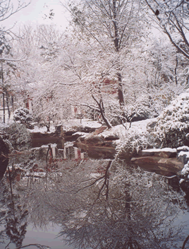 雪松冬景