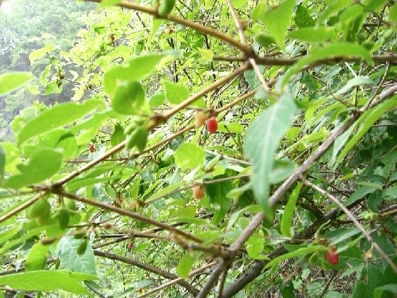 老君山野果