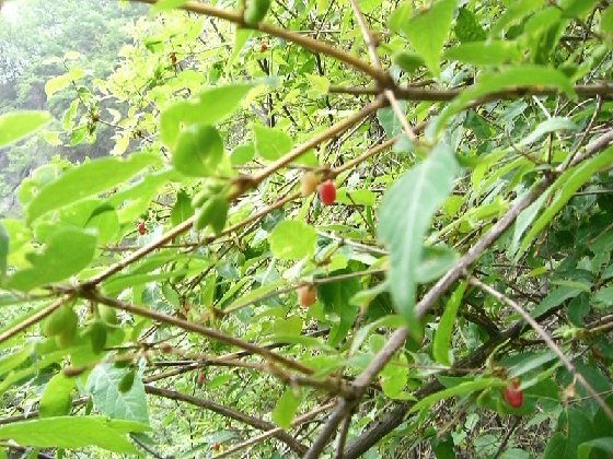 老君山野果