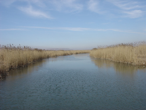 洽川黄河湿地的芦苇荡