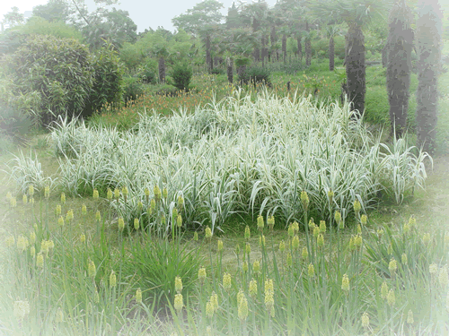 单子叶植物区