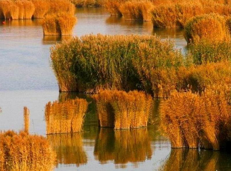沙湖的秋天