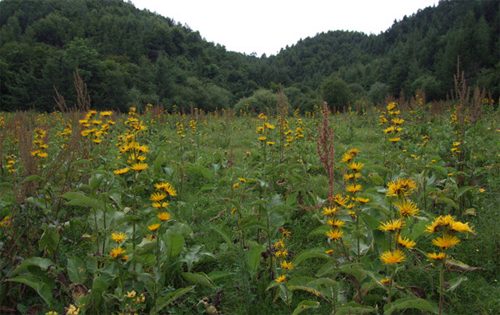 天水三黄谷—翠山鲜花