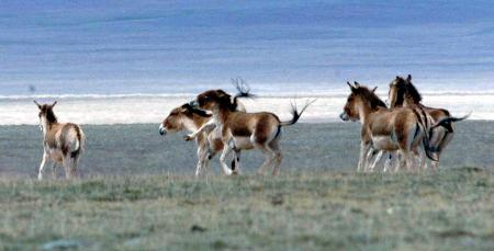 野驴奔跑在可可西里草原上