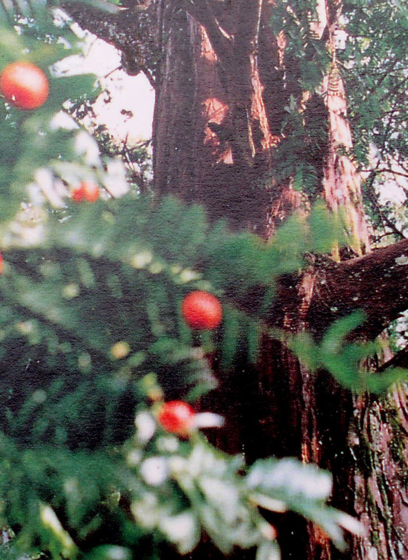 国家一级保护植物―千年红豆杉