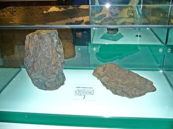 松树树干实体硅化大化石