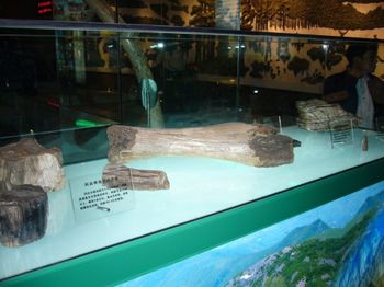 科达树硅化大化石