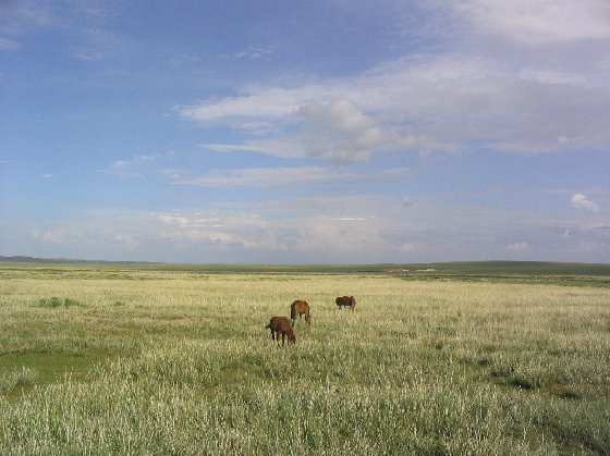 鄂尔多斯草原