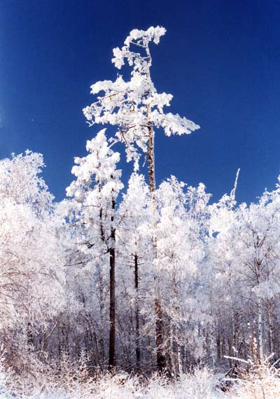 莫尔道嘎森林雪景